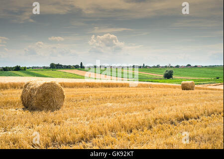 Yellow and Round Straw Bales in a Field at end of Summer at Day with ...