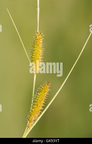 Alpine flora, Bottle sedge or beaked sedge ( Carex rostrata ), from an Alpine bog. Stock Photo
