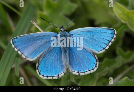 Close-up of adonis blue butterfly (Polyommatus bellargus) Stock Photo