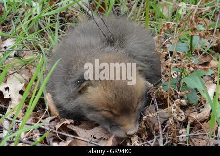 Young red fox cub (Vulpes vulpes) in woodland in England Stock Photo