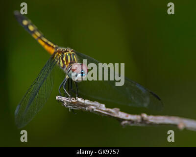 Female Blue Dasher Dragonfly Stock Photo