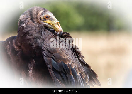 Lesser Yellow-headed Vulture. Cathartes (burrovianus)