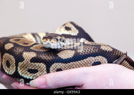 Royal or Ball Python. Python reguis. Stock Photo