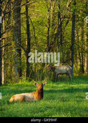 Elk, Elk and Bison Prairie, Land Between The Lakes National Recreation Area, Golden Pond, Kentucky, USA Stock Photo