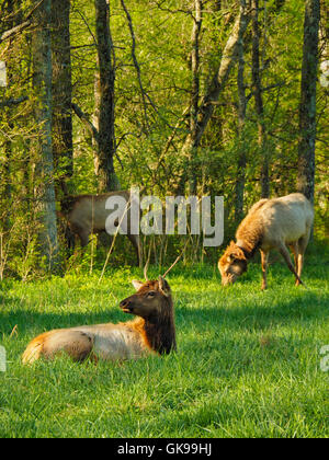 Elk, Elk and Bison Prairie, Land Between The Lakes National Recreation Area, Golden Pond, Kentucky, USA Stock Photo