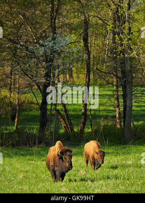 Bison, Elk and Bison Prairie, Land Between The Lakes National Recreation Area, Golden Pond, Kentucky, USA Stock Photo