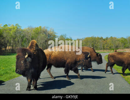 Bison, Elk and Bison Prairie, Land Between The Lakes National Recreation Area, Golden Pond, Kentucky, USA Stock Photo