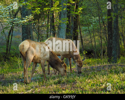 Elk, Elk and Bison Prairie, Land Between The Lakes National Recreation Area, Golden Pond, Kentucky, USA Stock Photo