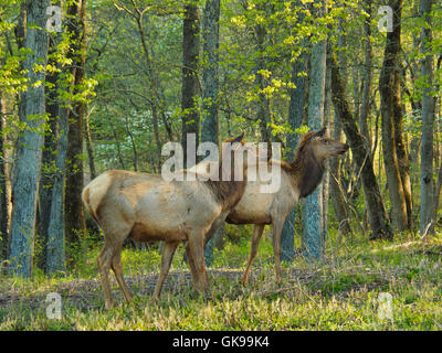 Elk, Elk and Bison Prairie, Land Between The Lakes National Recreation Area, Golden Pond, Kentucky, USA Stock Photo