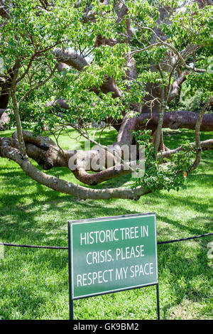 Bradenton Florida,Manatee River,National Park Service,De Soto National Memorial,1539,Hernando de Soto landing,Spanish conquest,landmark,Gumbo Limbo tr Stock Photo