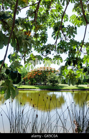 Bradenton Florida,Palma Sola Botanical Park,garden,passive public park,protected microclimate,cultivation,plant collection,lake,Royal Poinciana,flower Stock Photo