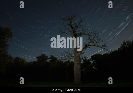 old oak tree in front of a starry sky at ivenack,mecklenburg-vorpommern,germany Stock Photo