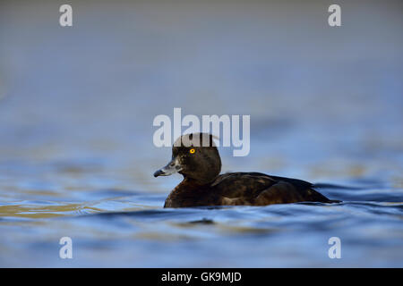 Tufted Duck / Reiherente ( Aythya fuligula ), pretty female,  swimming on blue shimmering water. Stock Photo