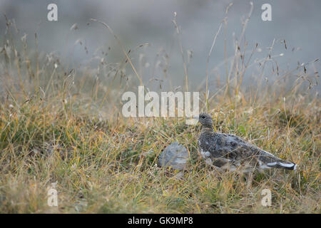 Rock Ptarmigan / Alpenschneehuhn ( Lagopus muta ), adult in brown summer garb, perfect camouflage in natural alpine environment. Stock Photo