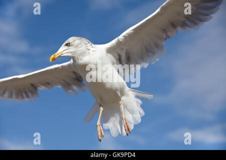 closeup of a seagull in flight against a blue sky Stock Photo