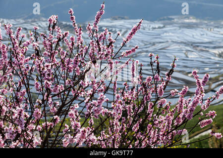 China Yunnan Wan Feng Lin Titian Stock Photo