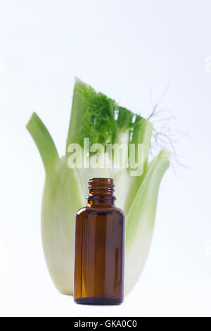 fennel plant healing herbal medicine Stock Photo