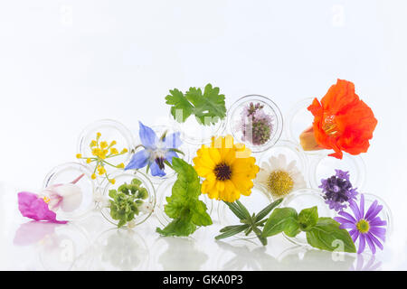 Flowers in test-tubes isolated on white Stock Photo