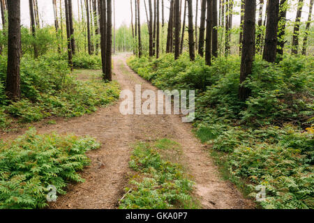 The Scenic Sunshine Forest Road Going Ahead Via Summer Pine Wood Of Tall Thin Trees Along Dense Deciduous Underbrush Stock Photo