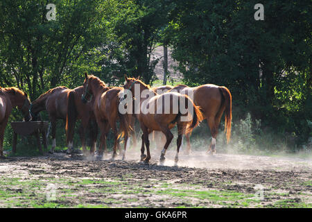 Group of horses drinking from a water trough at rural ranch Stock Photo