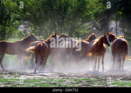 Group of horses drinking from a water trough at rural ranch Stock Photo