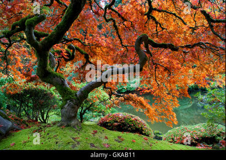maple red fall Stock Photo