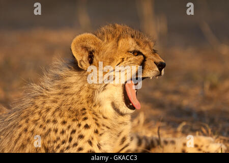 young cheetah (acinonyx jubatus) in portrait Stock Photo