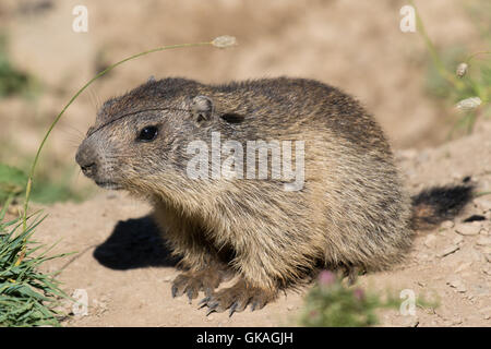 young Alpine Marmot (Marmota marmota)