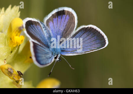 Idas Blue (Plebejus idas) basking on a Yellow Rattle flower Stock Photo