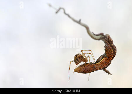 Spider feeding on a small lizard caught in its web against a white background Stock Photo