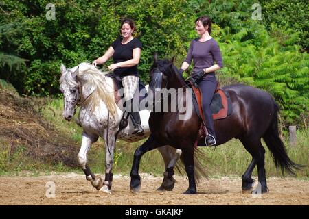 riding on the friesian horse in summer Stock Photo