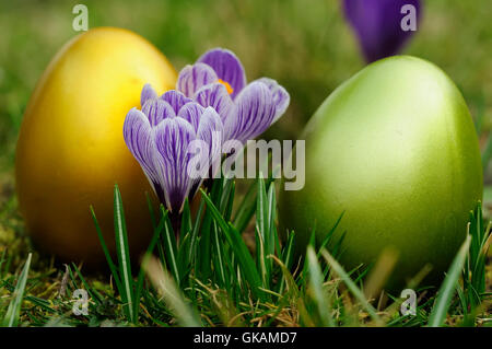 osterkrokusse Stock Photo
