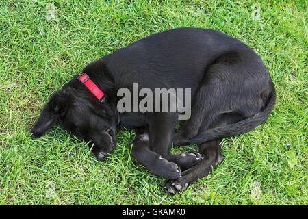 young sleeping dog Stock Photo