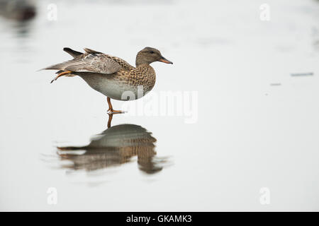 Gadwall Duck / Schnatterente ( Anas strepera ) stretches like an ice skater with a nice reflection on a frozen body of water. Stock Photo