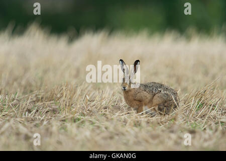 Anxious Brown Hare / European Hare / Feldhase ( Lepus europaeus ) sitting in a stubble field, harvested field. Stock Photo