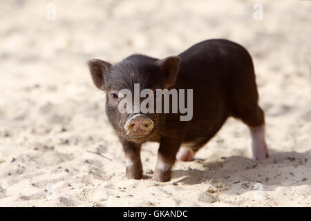 minipig Stock Photo