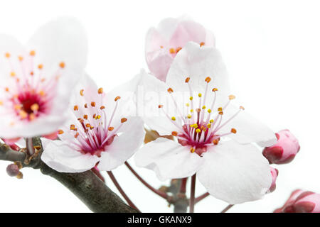 flowering of blutpflaume (prunus cerasifera nigra) Stock Photo