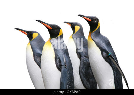 king penguins at the zoo Stock Photo