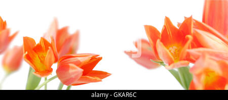 orange-yellow tulips against white background - highres Stock Photo