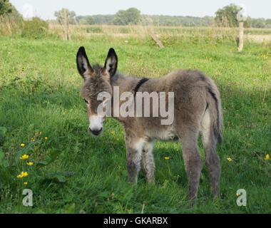 donkey foal Stock Photo