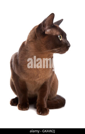 pet blue beautiful Stock Photo