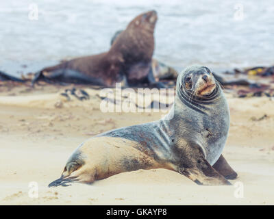 new zealand sea lion protected Stock Photo