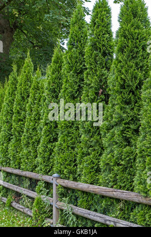 arborvitae hedge (thuja) Stock Photo