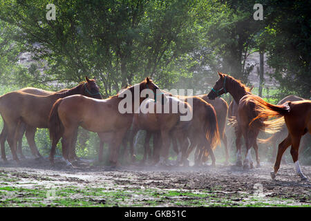 Horses drinking from the same tank trough when the sun goes down Stock Photo