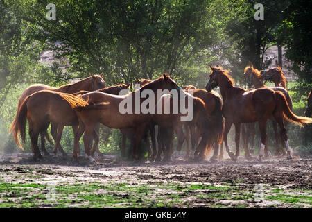 Horses drinking from the same tank trough when the sun goes down Stock Photo