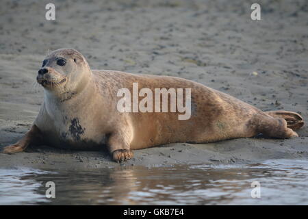 Common seal hauled out near Thorney Island in Chichester Harbour Stock Photo