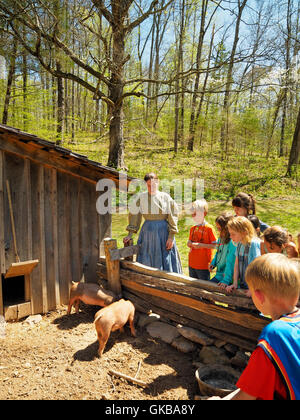 Pig in Pen, Single Pen House, Homeplace, Land Between The Lakes National Recreation Area, Dover, Tennessee, USA Stock Photo
