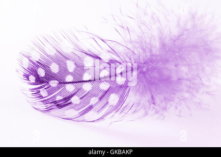 A purple and white spotted feather on a white background Stock Photo