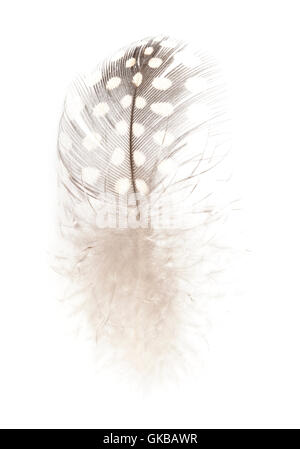 One single black and white spotted feather of a Guinea Fowl bird on a white back ground Stock Photo