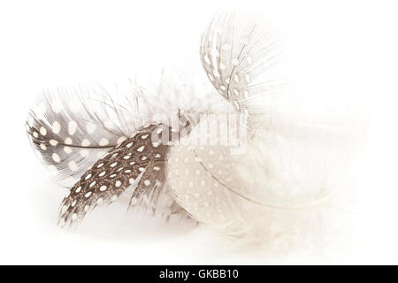 Four black and white spotted Guinea Fowl feathers on a white background Stock Photo
